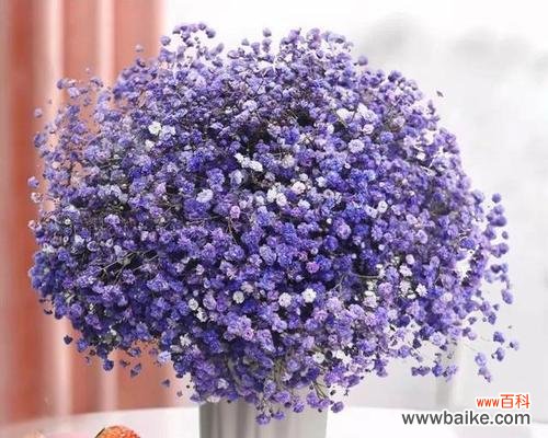 一整束满天星花语是什么意思？如何表达爱意？