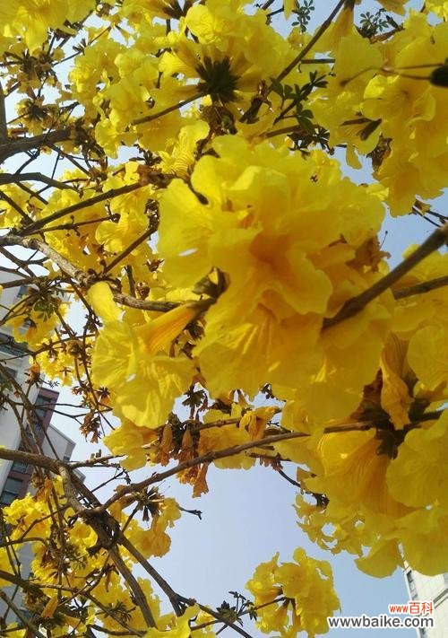 银杏叶子的花语是什么？如何用银杏叶子表达爱意？