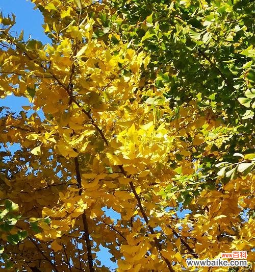 银杏叶子的花语是什么？如何用银杏叶子表达爱意？