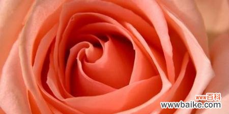 影星玫瑰代表什么意思？影星玫瑰的花语有哪些？