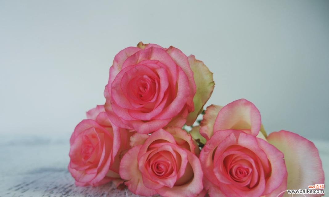 影星玫瑰代表什么意思？影星玫瑰的花语有哪些？