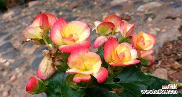 银星秋海棠花语是什么?如何养护才能花开不断?