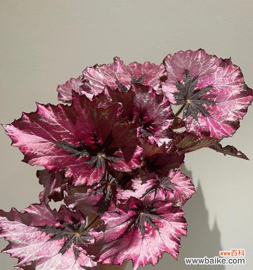 银星秋海棠花语是什么?如何养护才能花开不断?