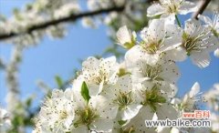 樱桃花的花语有哪些含义？