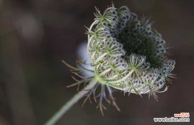 南鹤虱的功效与作用