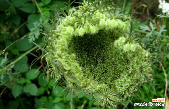 南鹤虱的功效与作用