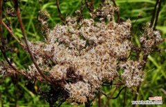 南鹤虱的功效与作用