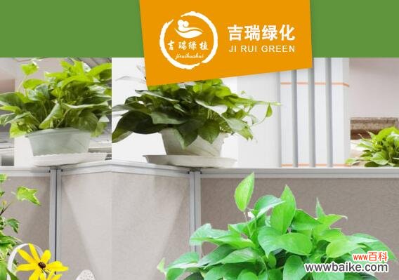 北京吉瑞绿化:专业植物租摆团队