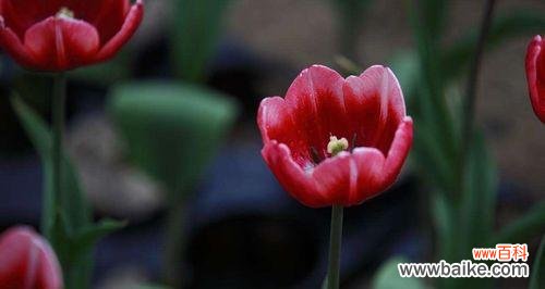 揭秘郁金香的丰富寓意和吉祥花语 郁金香——花海中的傲骨