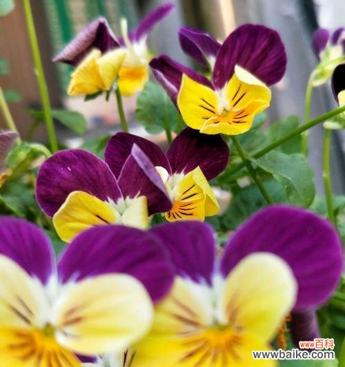 传递爱与祝福的选择 三色堇的花语