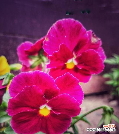 传递爱与祝福的选择 三色堇的花语