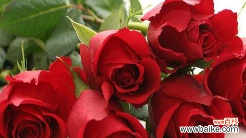 解读29朵玫瑰代表的含义和文化内涵 探讨29朵玫瑰的寓意和象征意义