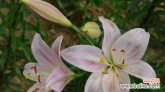 神圣、纯洁与爱情——百合花的寓意解读 百合花的意义与象征