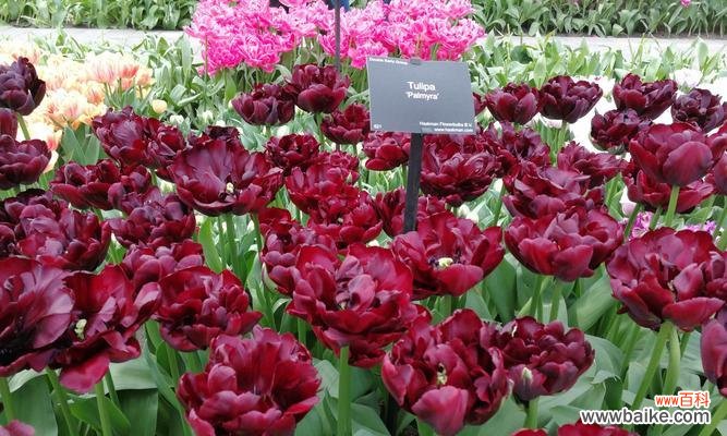 探秘紫色郁金香的花语及其深刻内涵 紫色郁金香的花语