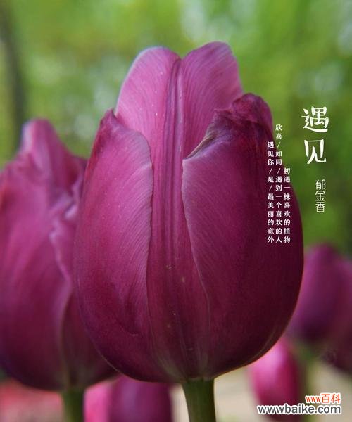 探秘紫色郁金香的花语及其深刻内涵 紫色郁金香的花语