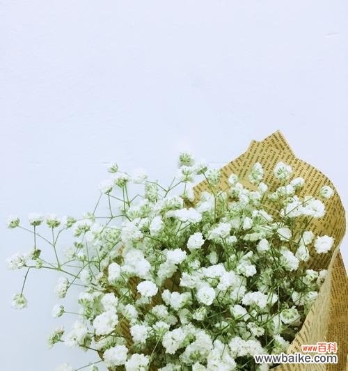 探寻满天星花在文化、艺术和日常生活中的表达方式 满天星花的象征意义