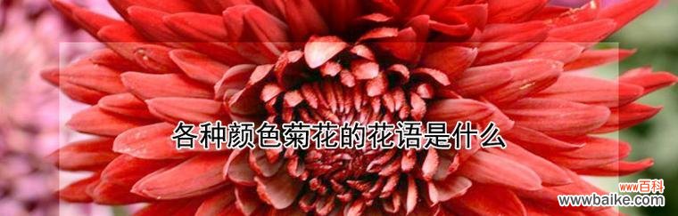 唐代文人对菊花的赞美 菊花的花语故事