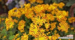 菊花的丰富象征与人们的情感表达 菊花的花语及其意义