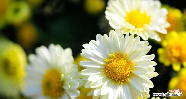 揭秘菊花背后的花语 菊花特性花语
