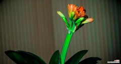 揭秘君子兰的花名寓意及象征意义 以君子兰的花名代表什么