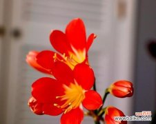 君子兰 君子兰花语的深意