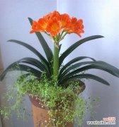 一朵花 君子兰的花期和花语