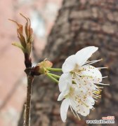 樱桃花花语是什么？如何养护樱桃花？