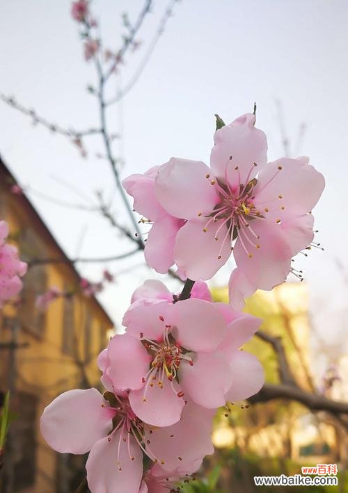 樱桃花花语是什么？如何养护樱桃花？