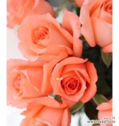 影星玫瑰代表什么意义？如何正确解读影星玫瑰的象征含义？