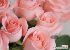 影星玫瑰花语是什么？如何正确表达爱意？