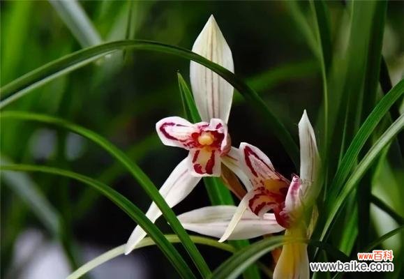 兰花的花语是什么?如何正确理解兰花的象征意义?