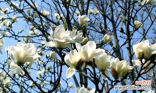 玉兰花的寓意是什么?如何正确理解玉兰花的象征意义?