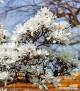 玉兰花的寓意是什么？如何正确理解玉兰花的象征意义？