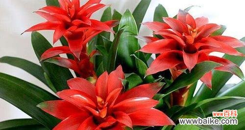 什么花带有狼字？这些花的花语是什么？