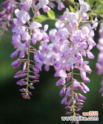 什么花带有狼字？这些花的花语是什么？