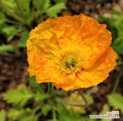 虞美人的花语是什么?关于虞美人的传说有哪些?