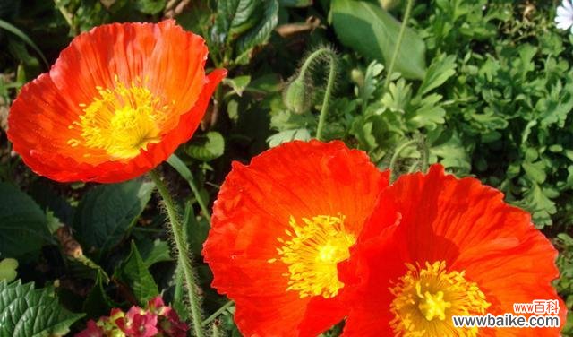 虞美人花的花语是什么?如何表达爱意和哀愁?