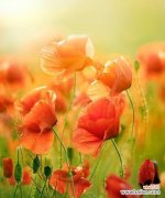 虞美人花的花语是什么？如何表达爱意和哀愁？