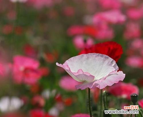 虞美人花的花语是什么?如何表达爱意和哀愁?