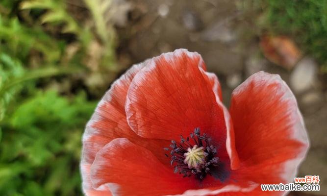 虞美人花的花语代表什么？如何解读虞美人的象征意义？