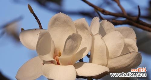 玉兰花语感恩的花是什么意思？如何表达对恩人的感激之情？