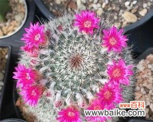 玉翁仙人球花语有哪些含义？