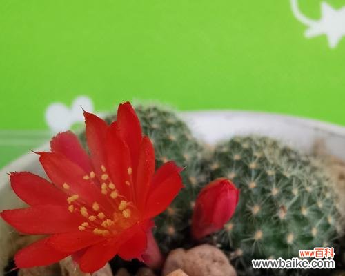 玉翁仙人球花语有哪些含义？