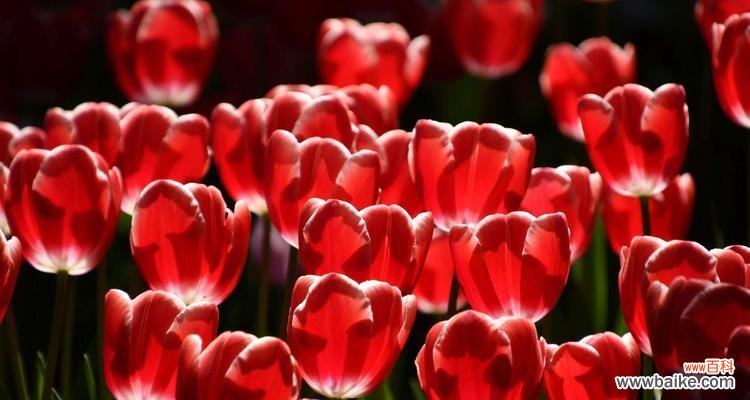 郁金香代表什么?郁金香的象征意义有哪些常见误解?