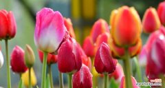 郁金香粉色花语代表什么含义？粉色郁金香的花语解读？