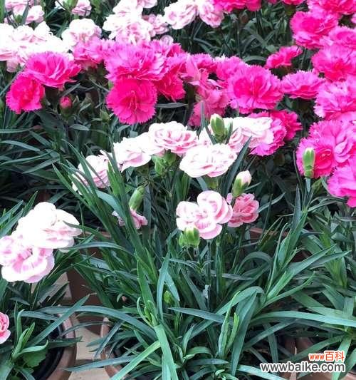 解读康乃馨颜色语言 康乃馨不同颜色的含义