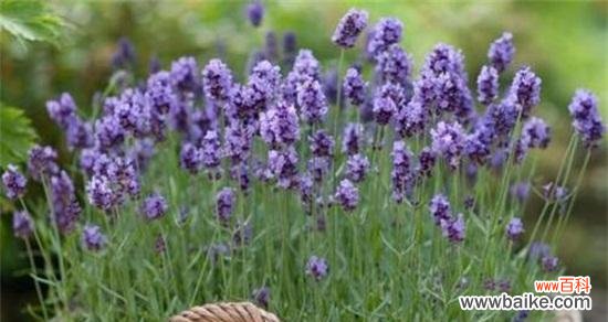 探秘薰衣草的象征意义与文化内涵 薰衣草的寓意