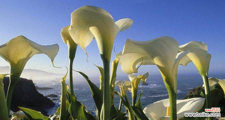 探寻花海中的意蕴 马蹄莲的花语