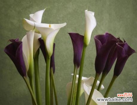 探寻花海中的意蕴 马蹄莲的花语