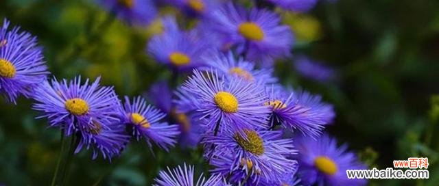 探究紫菀花在人们心目中的独特地位 紫菀花的花语及意义